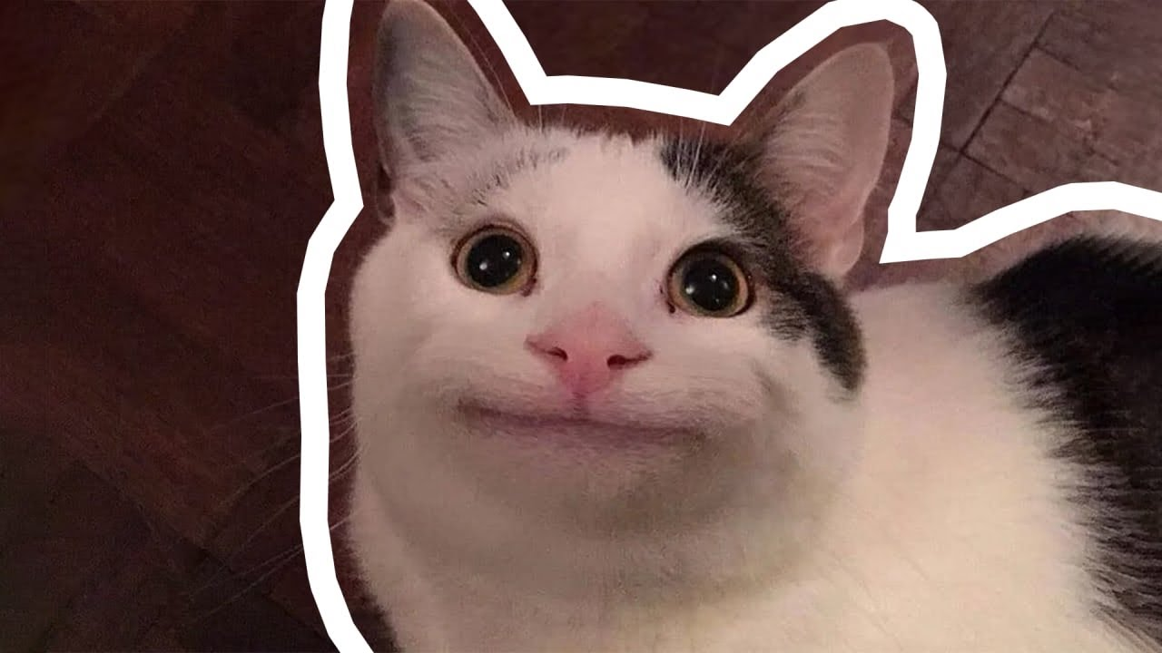 kitten